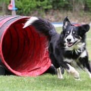 dressage canin au parc de Brières les Scellés