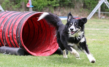 dressage canin au parc de Brières les Scellés