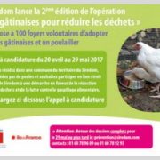 200 poules gâtinaises pour réduire les déchets