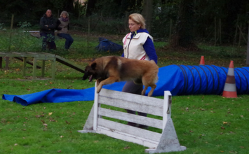 concours de chien de Brières du 28-29 Octobre