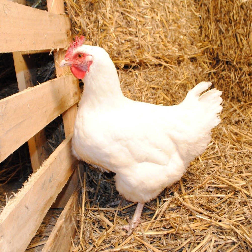 poule gatinaise - opération SIREDOM