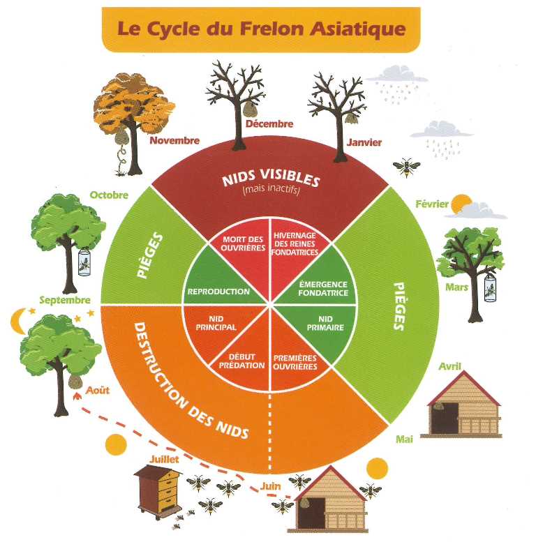 cycle du frelon asiatique